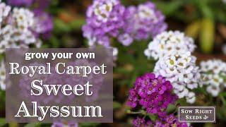 Sow Right Seeds | Royal Carpet Sweet Alyssum