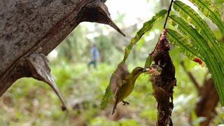 Melihat perkembangan sarang burung kolibri SOGOK ONTONG di alam liar