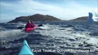 Kayak Tours at Quirpon Island with Linkum Tours