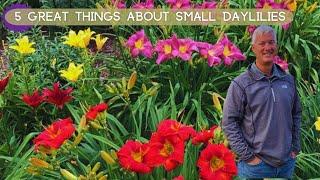 5 Great Things About Small Daylilies