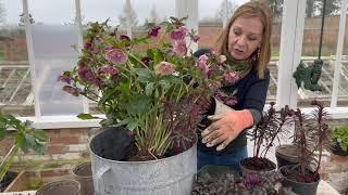 How to create a beautiful patio plant pot with hellebores
