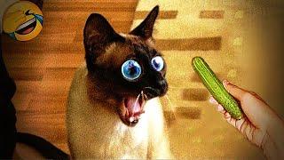 TRY NOT TO LAUGH  Funny Animal Moments 2024 