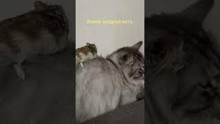 хомяк на коте