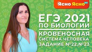 ЕГЭ по биологии 2021 | Кровеносная система человека | 2-ая часть | Задание №23 | Ясно Ясно ЕГЭ