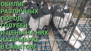 Разнообразие пород голубей и цены на них на ярмарке в Саратове. Bird Market. Pigeon Fair. Рigeons.