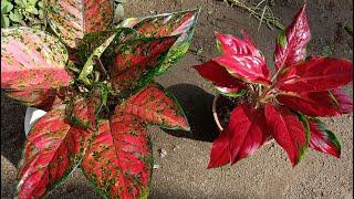 Tips to Keep Your Aglaonema Plants Healthy