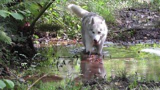 MUCKY HUSKY enjoys muddy BOG .. Nature