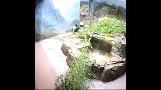 Panda Mom Playing With Cub Throwback 大熊猫母子 241208