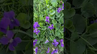Common native plant in lawns in eastern half of USA Viola sororia