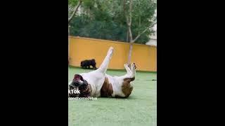 Yoga Dogs -Doga #doglover #dog #puppy #dogsindubai #pets #doğa #yoga  #shorts ​⁠​⁠#bulldog