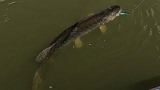 Early Spring Esox Lucius - Giant Pike