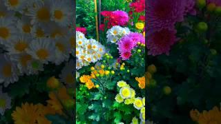 Chrysanthemum garden |natural flowers! #shorts