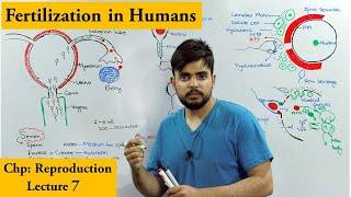 How Fertilization Occurs in Humans | Sperm-ovum interaction |