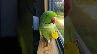 #suspicious bird #greenie
