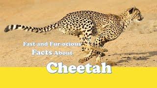 10 Fast And Fur-ocious Facts About Cheetah | Fun Facts