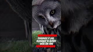 Can you watch until the end?: Level 1. Subscribe for hotter levels #animals #hibou #owl #funny