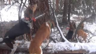 COLORADO BOBCAT HUNTING WITH THE FAMOUS BOOMER HOUND#5.