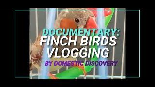 Documentary of Finch Birds Zebra Finch & White Finch  - Domestic Discovery