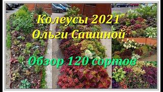 КОЛЕУСЫ ОЛЬГИ САШИНОЙ 2021 - ОБЗОР 120 СОРТОВ