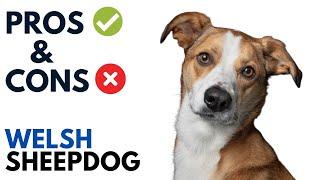 Welsh Sheepdog Pros and Cons | Welsh Sheepdog Dog Advantages and Disadvantages