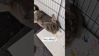 Another Relaxing Day For The Flemish Giant Rabbit