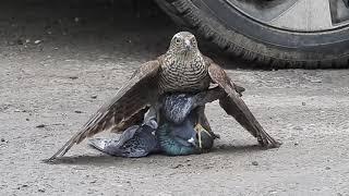 Real "perigrin falcon" eating pigeon alive || Fastest bird perigrin falcon || #perigrin falcon