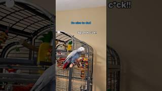 Achievement unlocked: accidental insult level 100 #funnyparrot #bird #talkingparrot