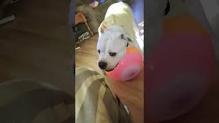 Stella | Miley Cyrus - Flowers | Playing w/ Her Ball