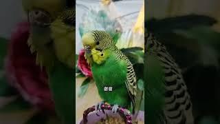 #潮流生活优等生#年轻人养宠图鉴 #cutebirds #parrot