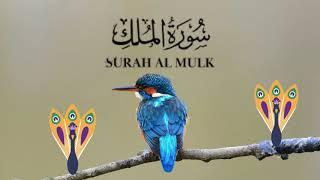 Surah Al Mulk (سورة الملك) | Qari Zain Ul Abdeen | Soothing Talawat for Sleep | Episode 5 #talawat