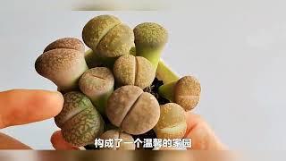 依然费解 依然赏心悦目——诚品绿仓多肉植物展人气爆棚｜诚品绿仓－－悠然　自然　卓越