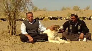 документальный фильм Туркменский Алабай - Волкодав САО Turkmen Itleri alabay Asian Work Dogs Alabai