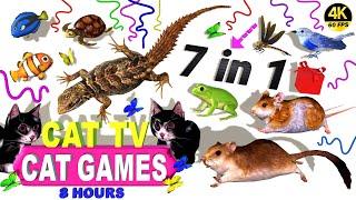 CAT GAMES CATCHING LIZARD MOUSE BIRDS STRINGS FROGS FISH &  BEST CAT TV COMPILATION 4K 8 HOURS