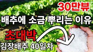 김장배추 소금을 뿌리는 이유 배추결구 시기에 소금을 주면 무름병 예방하고 알차고 맛있는 배추가 됩니다