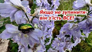 Шкідник, якого раніше у нас не було! Вони з'їдають наші квіти на очах!