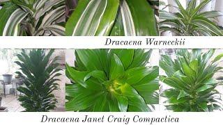 Reasons I get yellowing on my Dracaena Warneckii and Janet Craig plantsKeeping them healthy