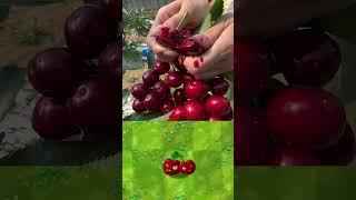 PVZ Plants in real life 
