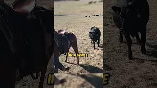 Horse Protects Farmer From Angry Cow