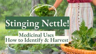 Stinging Nettle!  Health Benefits + How to Identify & Harvest