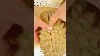 Durian Cutting ทุเรียนหมอนทอง#durian #ทุเรียน #fruit #shorts
