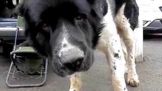 Самые огромные породы собак. The most huge breeds of a dog.