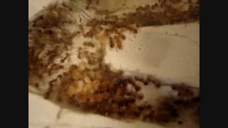 The Recipe to Greater Brood - Myrmica rubra [HD]