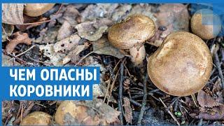 Коровники — как эти грибы могут довести до реанимации | NGS.RU