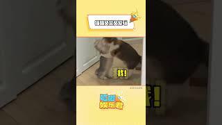 小娇妻和霸道总裁捏~#猫咪 #可爱 #搞笑 #猫咪的迷惑行为#shorts