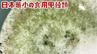 日本最小の食用甲殻類ヌカエビを貝殻で煮て食べた