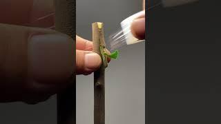 Unique grafting technology..#grafting #satisfying #reels #nature #viralvideo #bonsai #tree #plants