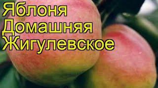 Яблоня домашняя Жигулевское. Краткий обзор, описание характеристик malus domestica Zhigulevskoe