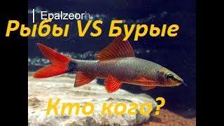 Бурые водоросли VS Рыбы-Водорослееды