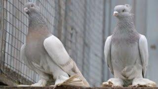 Винтовые Голуби Игравоы Вот Это Кайф Pigeons