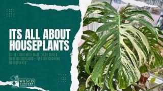 BEST Houseplants to add to Your Home!